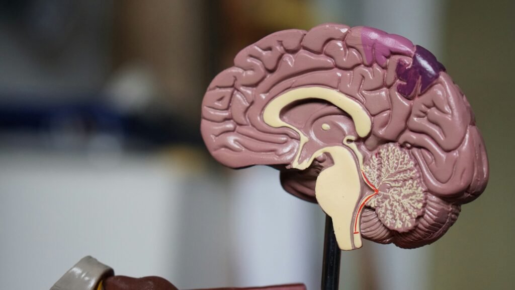 Clinical Neuropsychology - UvA - University of Amsterdam - Flashcards - Summary